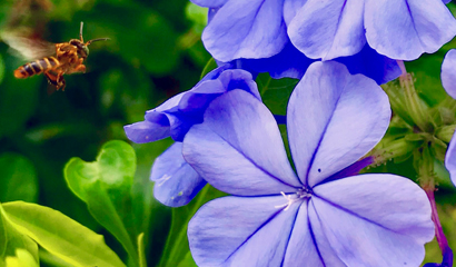 Celebración Fechas Ambientales